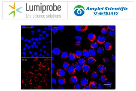 Lumiprobe 细胞成像研究丨PKH26细胞膜标记试剂盒