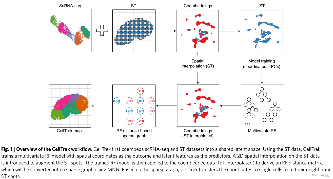 Single cell thesis records (part9) -- spatial charting of single cell transcriptomes in lectures