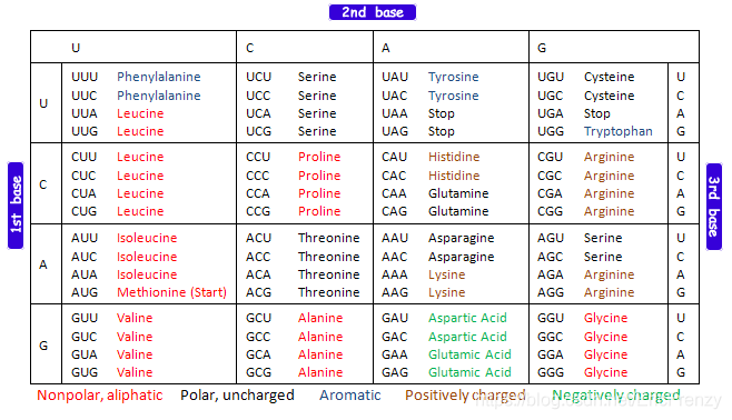 （5） Introduction to R language bioinformatics -- ORF and sequence analysis