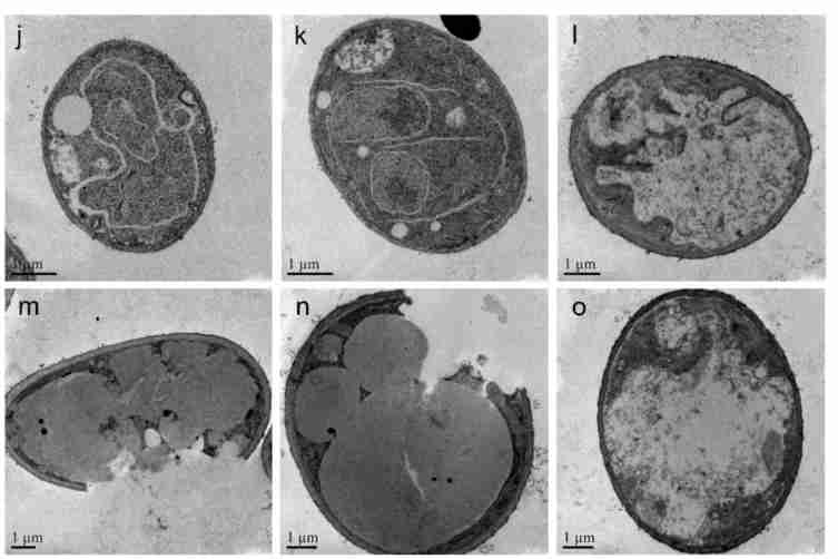 AEM: Nanlin fan Ben et al. - plant rhizosphere growth promoting bacteria control soybean blight