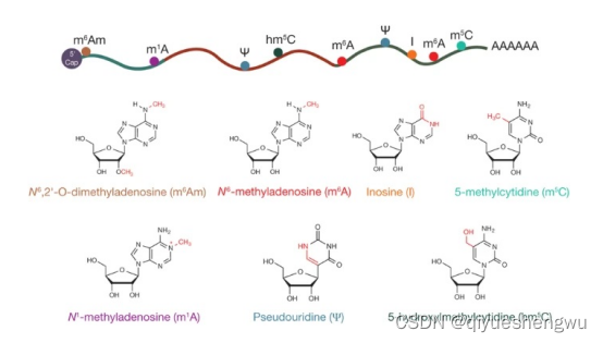 tRNA-m5C转运RNA（tRNA）修饰5-甲基胞嘧啶(m5C)|tRNA修饰m1Am2A (2-methyladenosine)