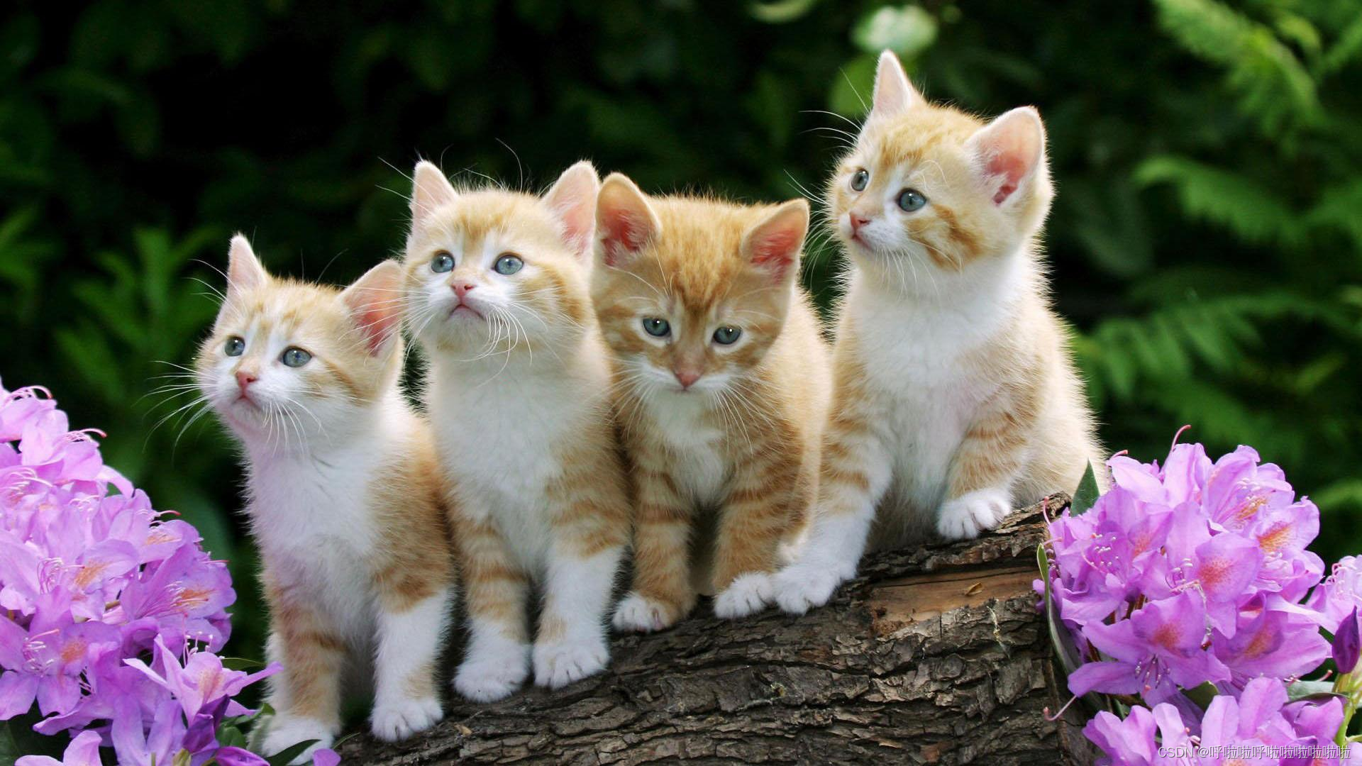  Insert picture description here 