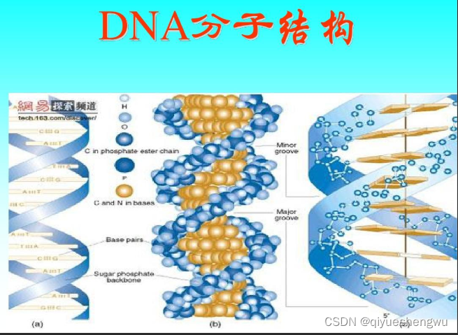 DNA科研实验应用|环糊精修饰核酸CD-RNA/DNA|环糊精核酸探针/量子点核酸探针