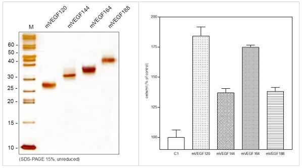 Relia Tech活性VEGFR重组蛋白丨小鼠 VEGF120实例展示