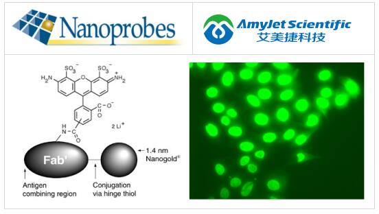 Nanoprobes Alexa Fluor 488 FluoroNanogold 偶联物