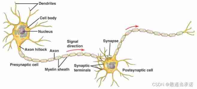  Brain structure 