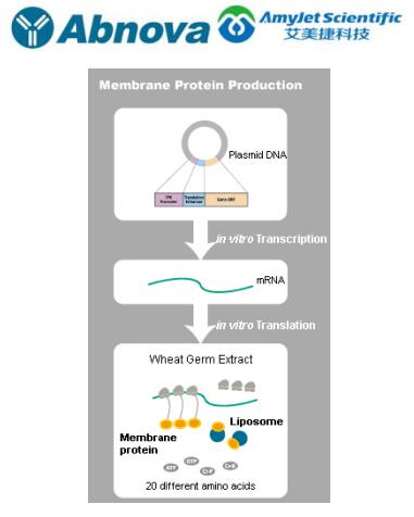 Abnova membrane protein lipoprotein solution