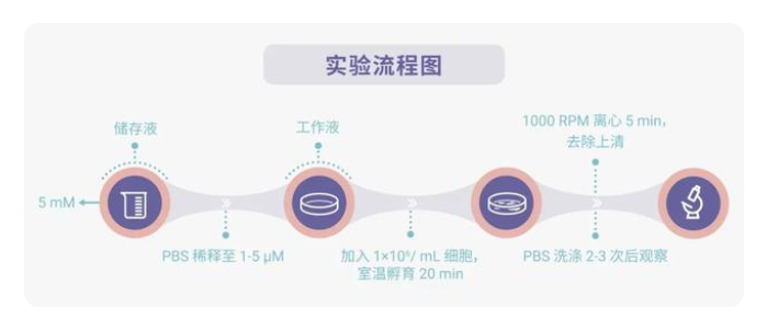 常见亲脂性细胞膜染料DiO, Dil, DiR, Did光谱图和实验操作流程