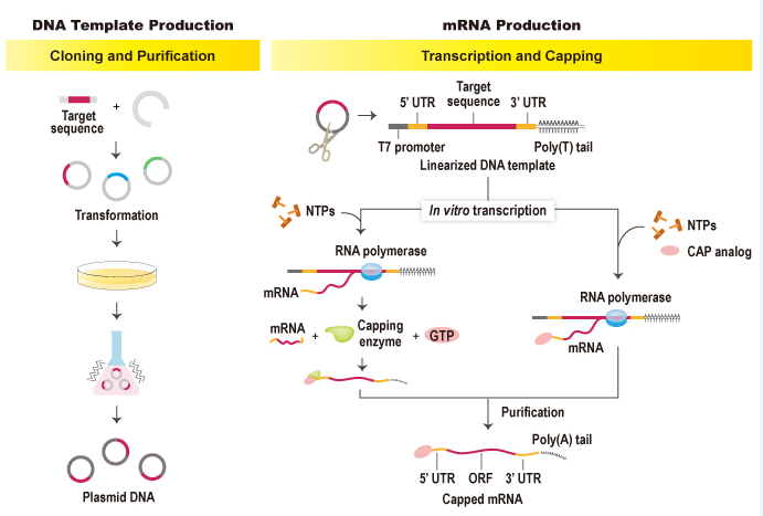 Introduction to abnova's in vitro mRNA transcription workflow and capping method