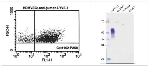 LYVE1抗体丨Relia Tech LYVE1抗体解决方案
