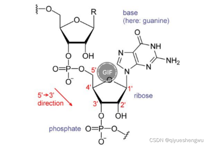 转运RNA（tRNA）甲基化修饰7-甲基胞嘧啶(m7C)|tRNA-m7G