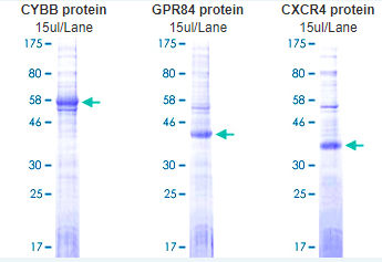 Abnova membrane protein lipoprotein technology and category display